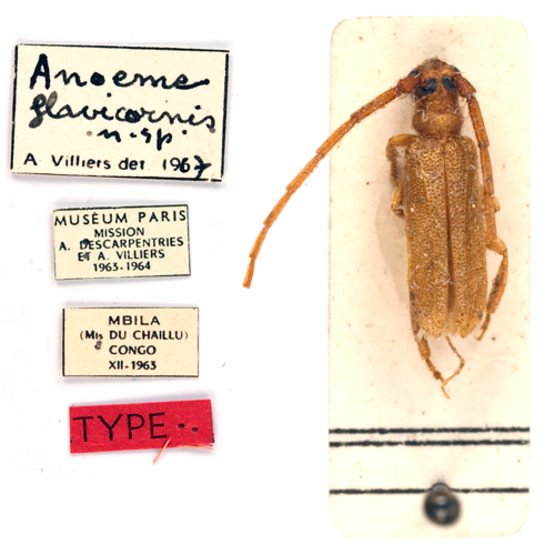 Anoeme flavicornis